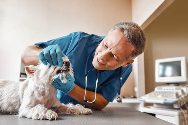 Best Emergency Care for Gum Disease in Tusculum, TN